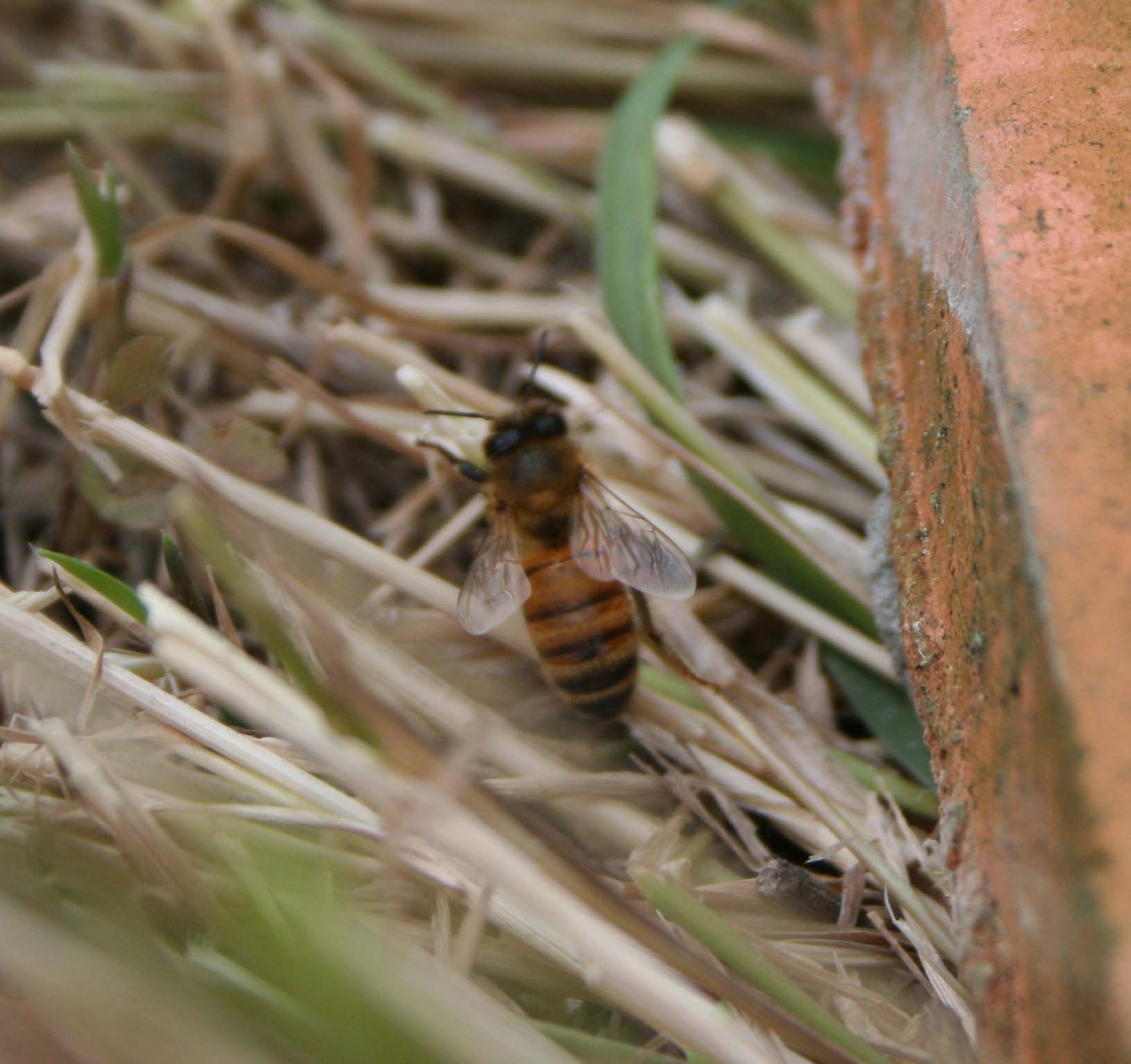 wasps-attacking-bees 075a_0.jpg